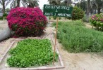 The Arabian Park Hotel, Dubai launches organic garden project